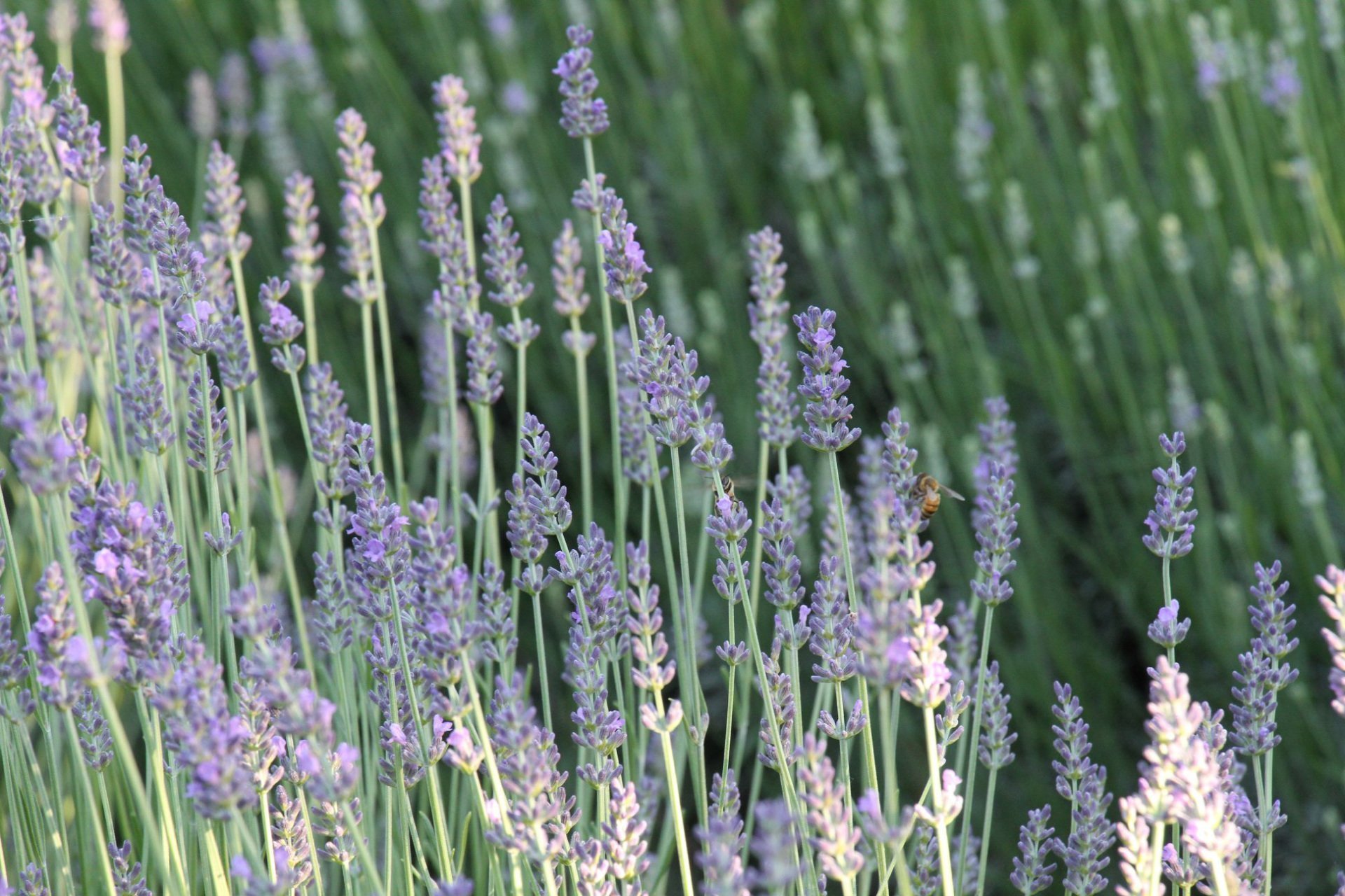 Fresh Lavender