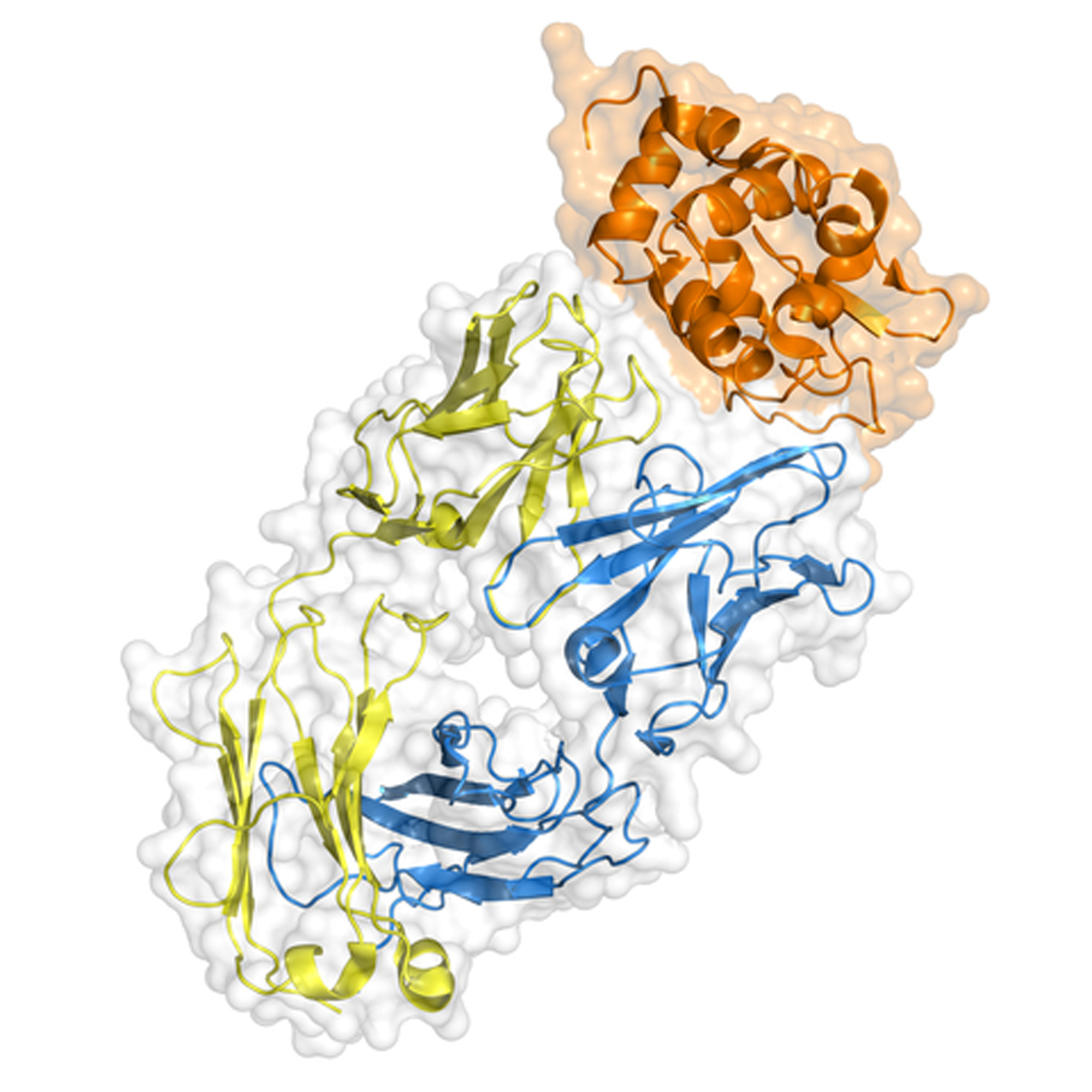 Native Antigens Bacterial