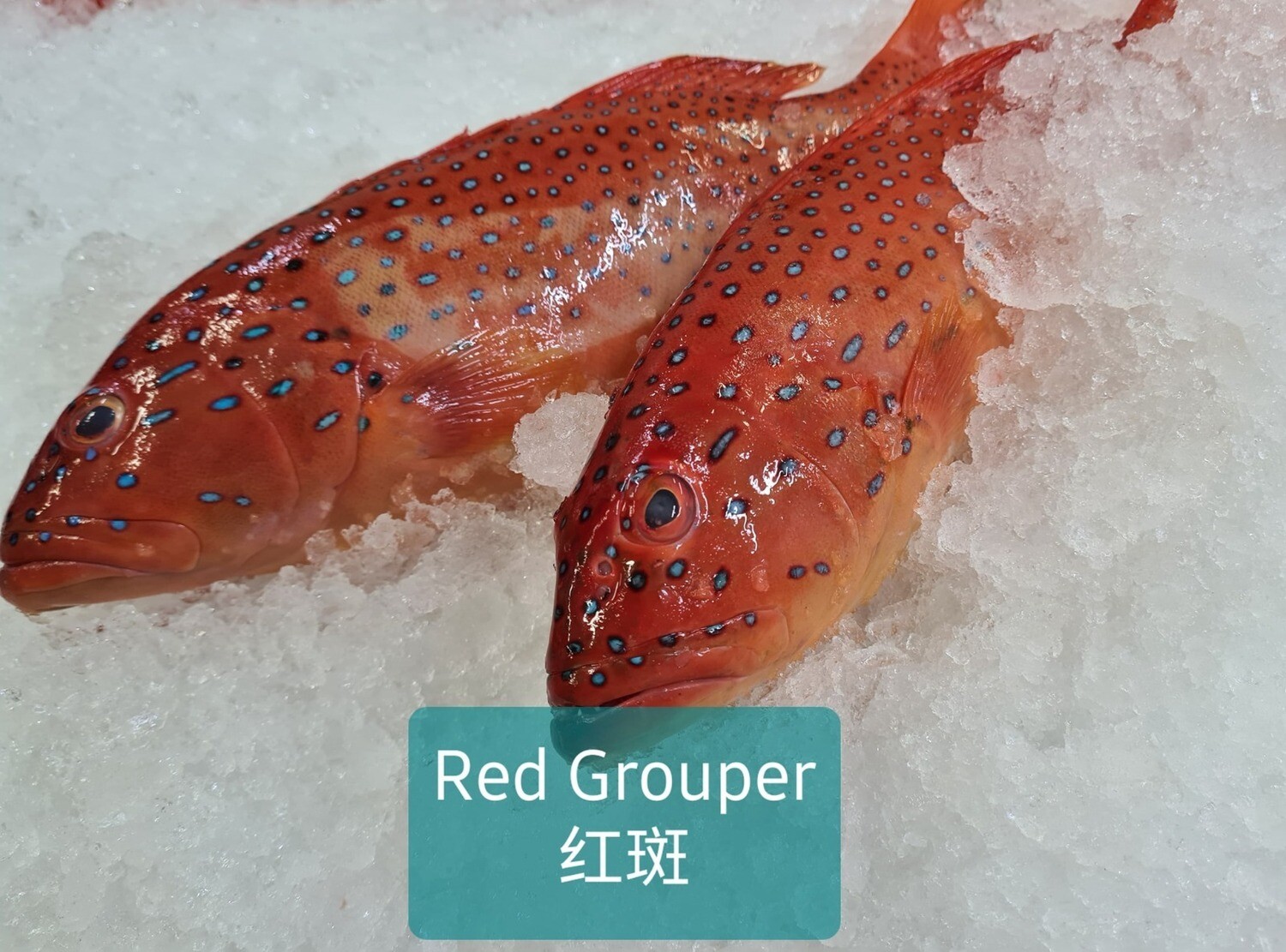Антифриз freeze red
