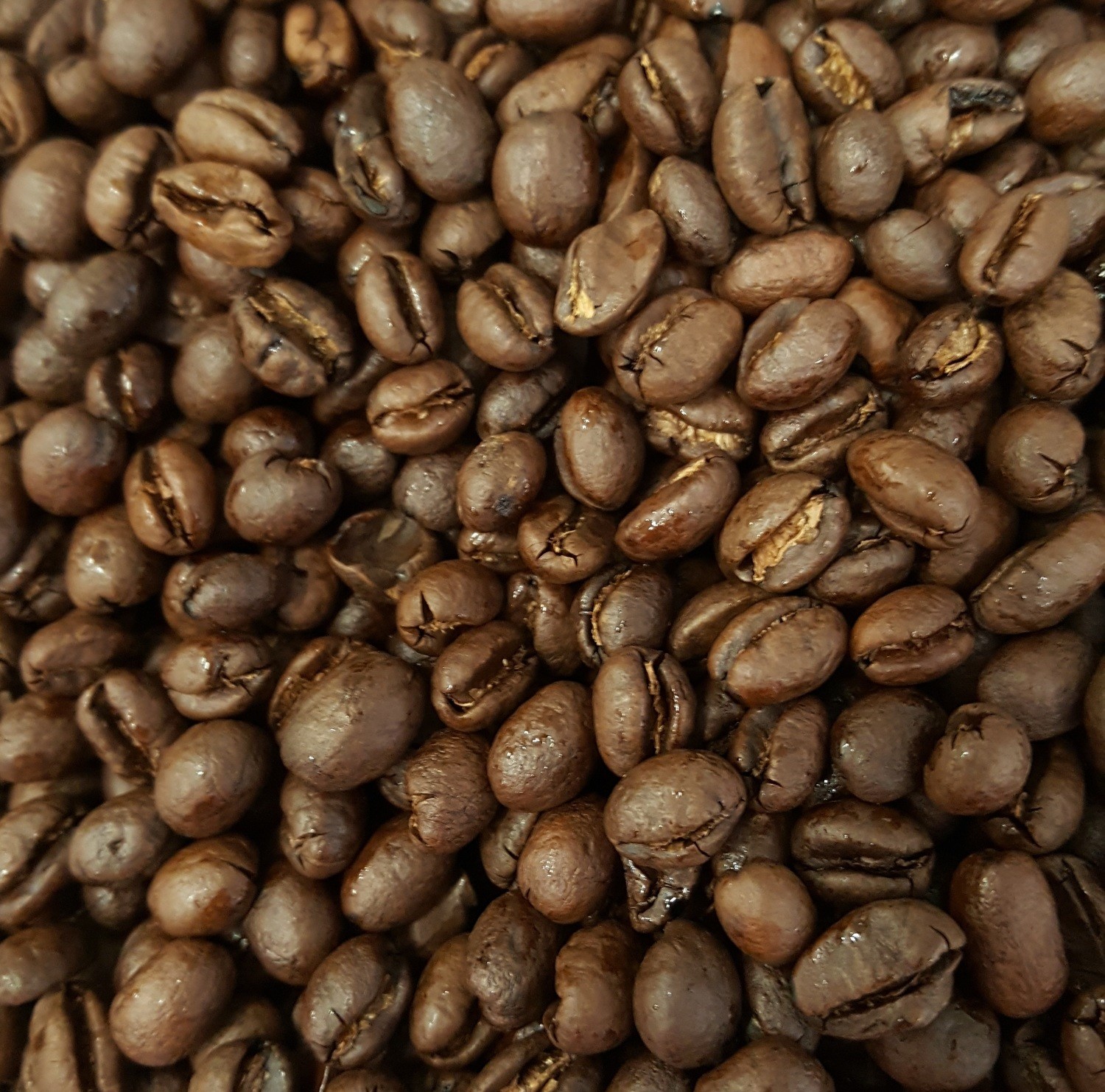 tanzanian peaberry