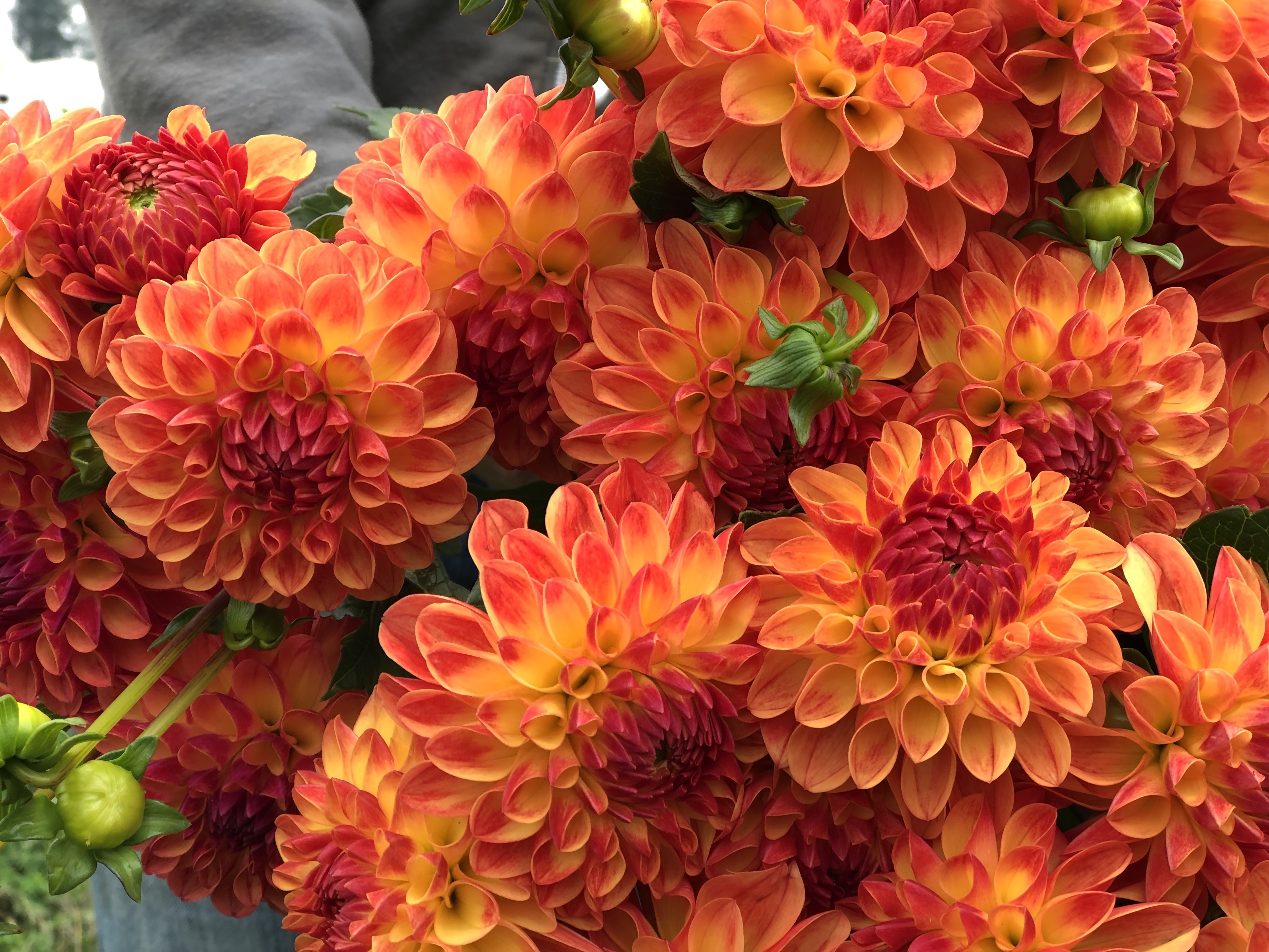 Ball Form Dahlias Store Triple Wren Farms