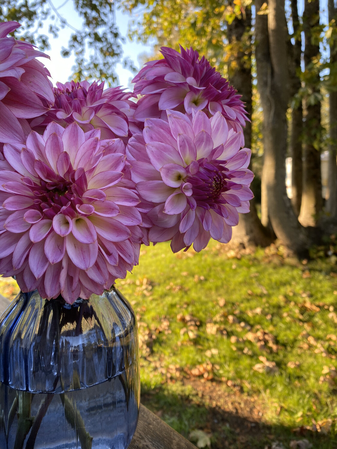 Bloomquist Jody Lynn Dahlia Tuber Store Triple Wren Farms