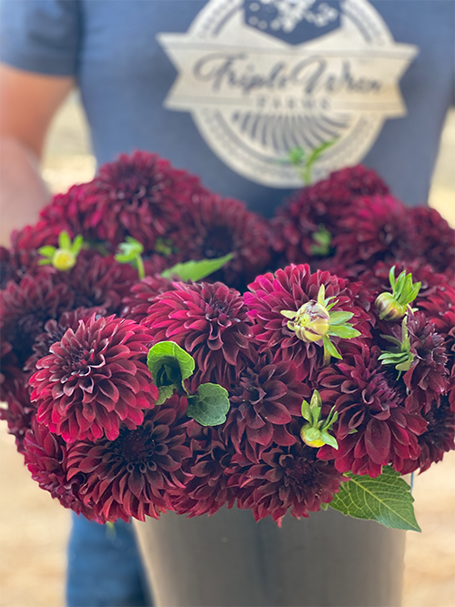Shadow Cat Dahlia Tuber Store Triple Wren Farms
