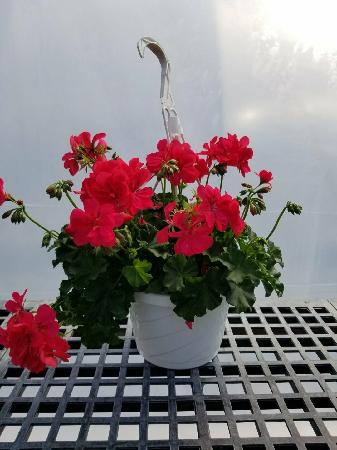 Ivy Geranium Ivy League Hot Coral 8" Hanging Basket