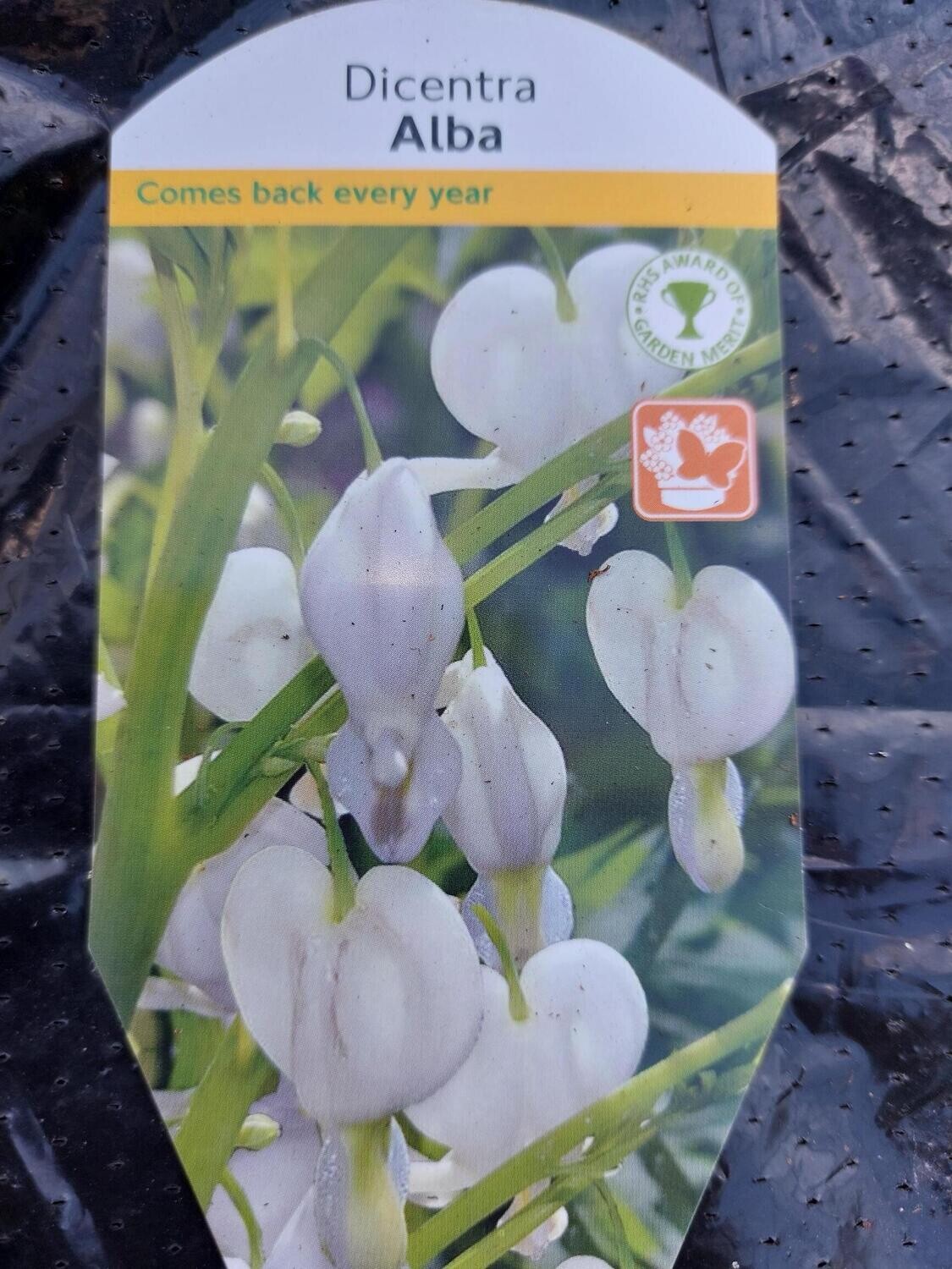 DICENTRA Alba …”White Bleeding Heart” ,flowers for months,lasts for