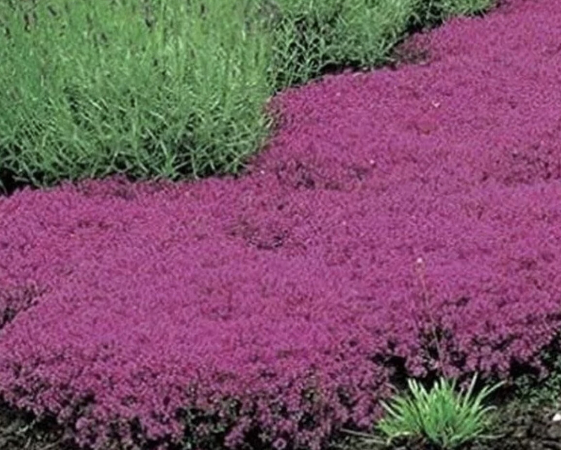 Creeping Red Thyme a carpet thyme that is smothered in pink flowers and