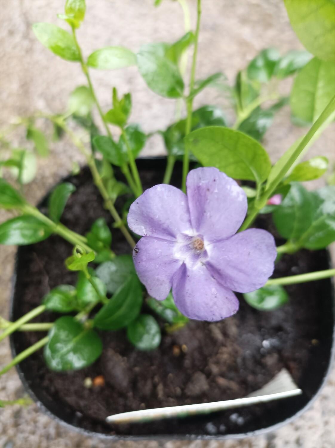 Vinca minor Bowles Purple Mauve Fast growing carpet plant that