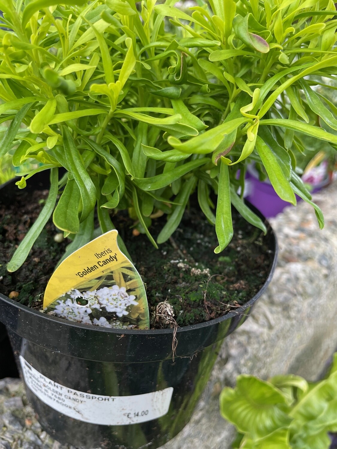 Iberis/Candytuft 'Golden Candy'