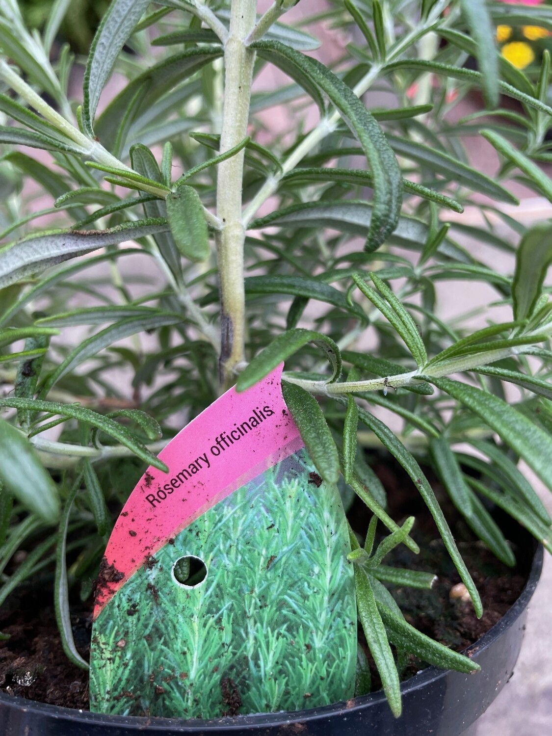 Rosemary officinalis