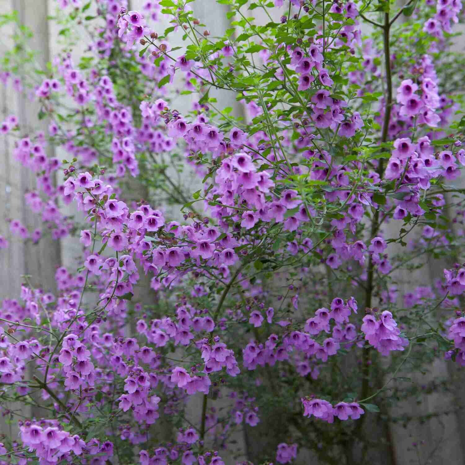 Native sage (Prostanthera incisa)
