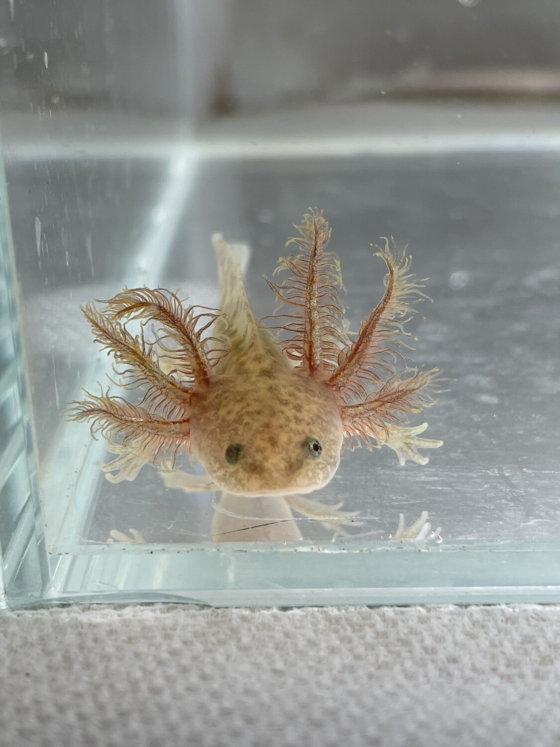 Copper Axolotl