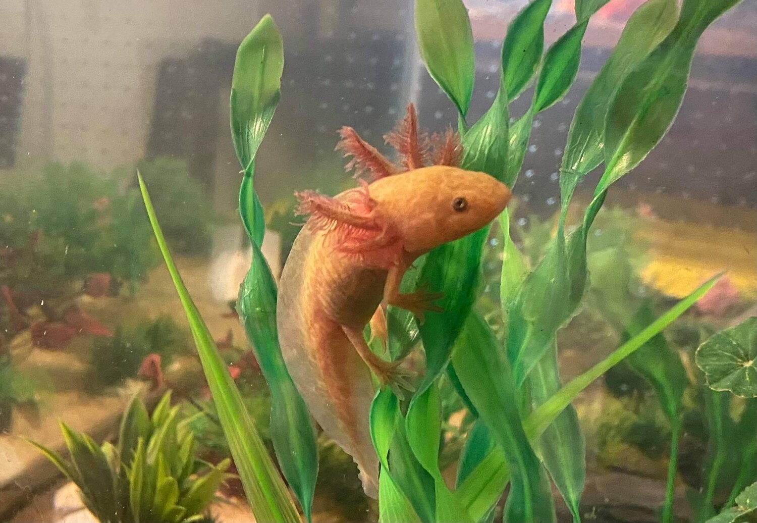 Copper Axolotl (From Breeder LAE)