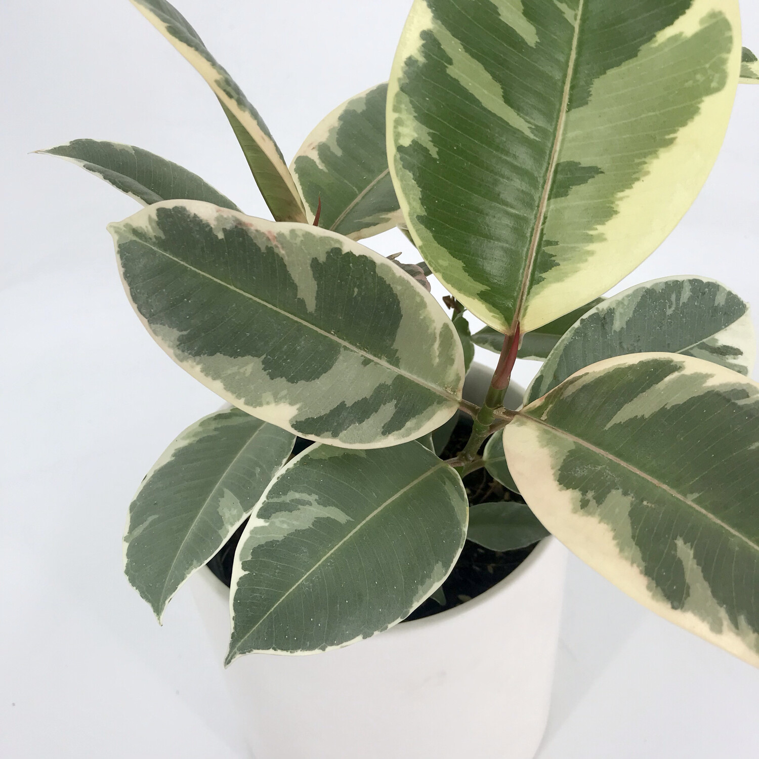 RUBBER PLANT TINEKE