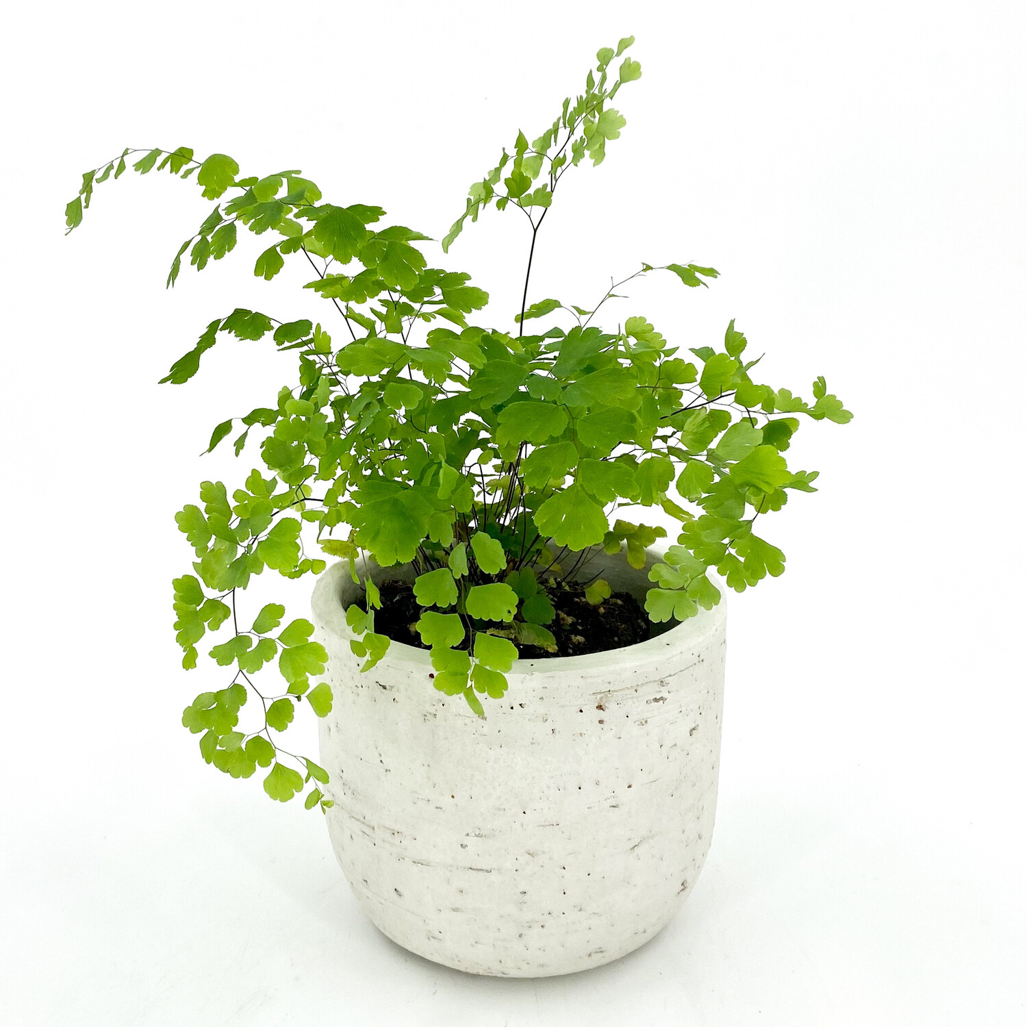 POTTED MAIDENHAIR FERN