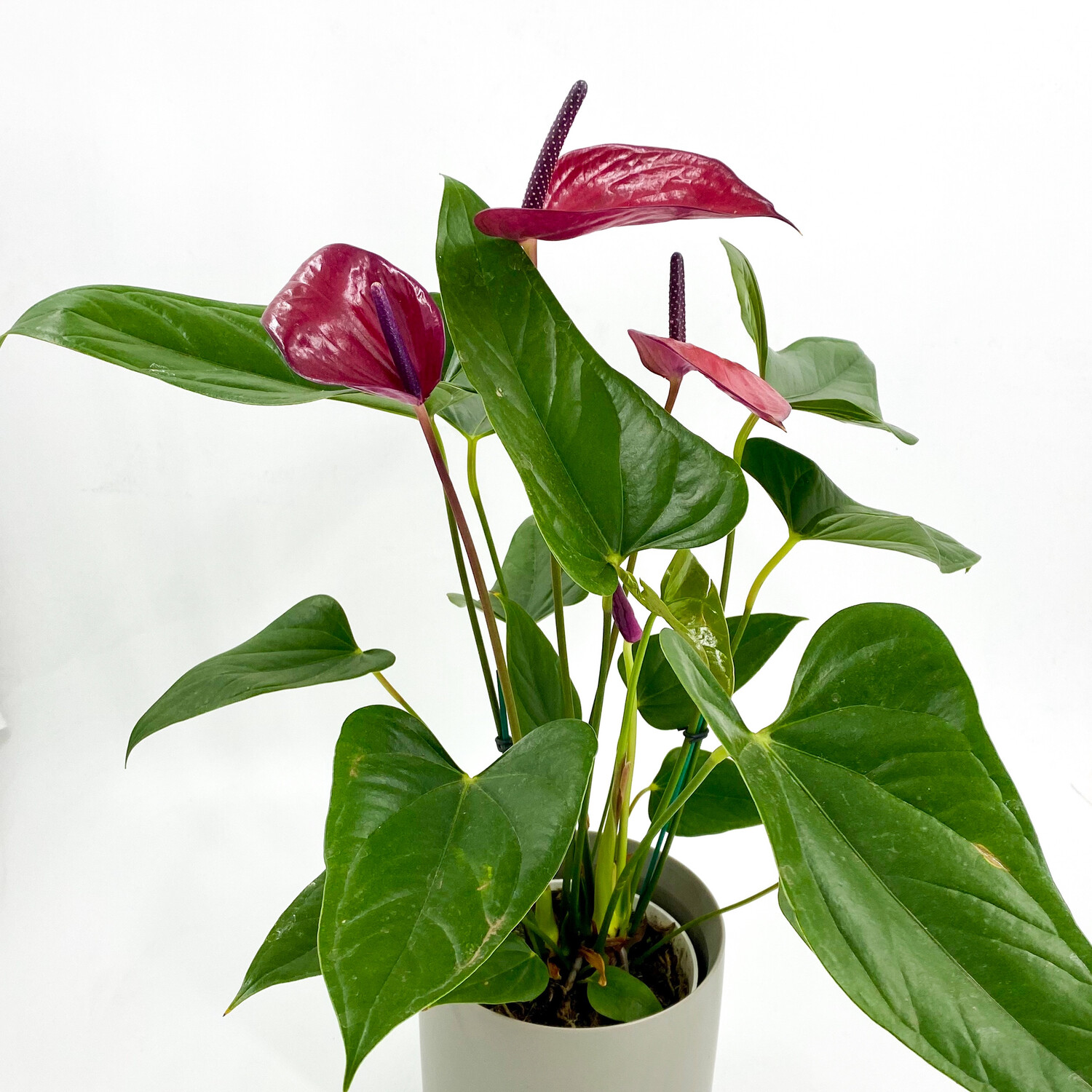 ANTHURIUM (BURGUNDY) IN GREY POT