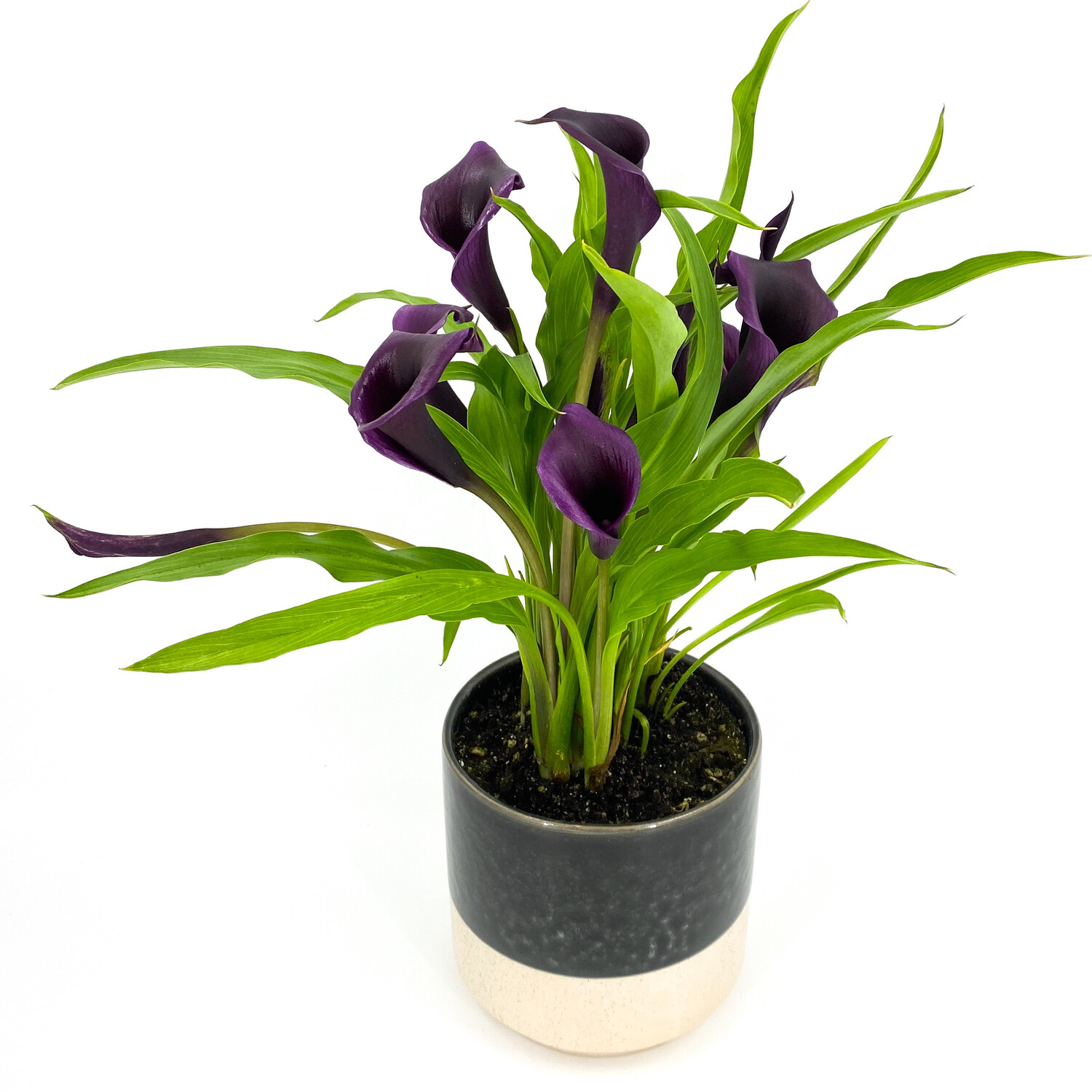 CALLA LILY IN VINTAGE POT