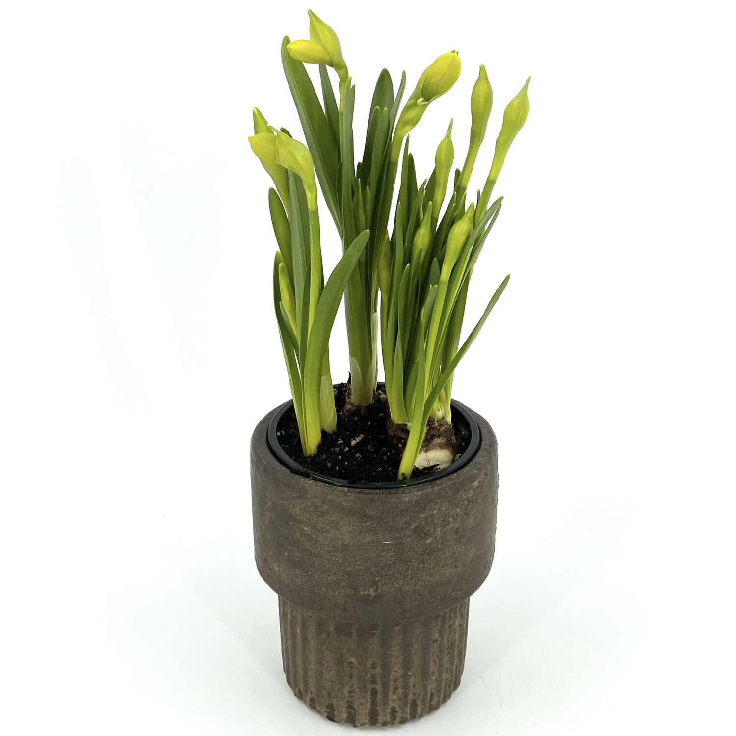 DAFFODILS IN EARTHEN POT