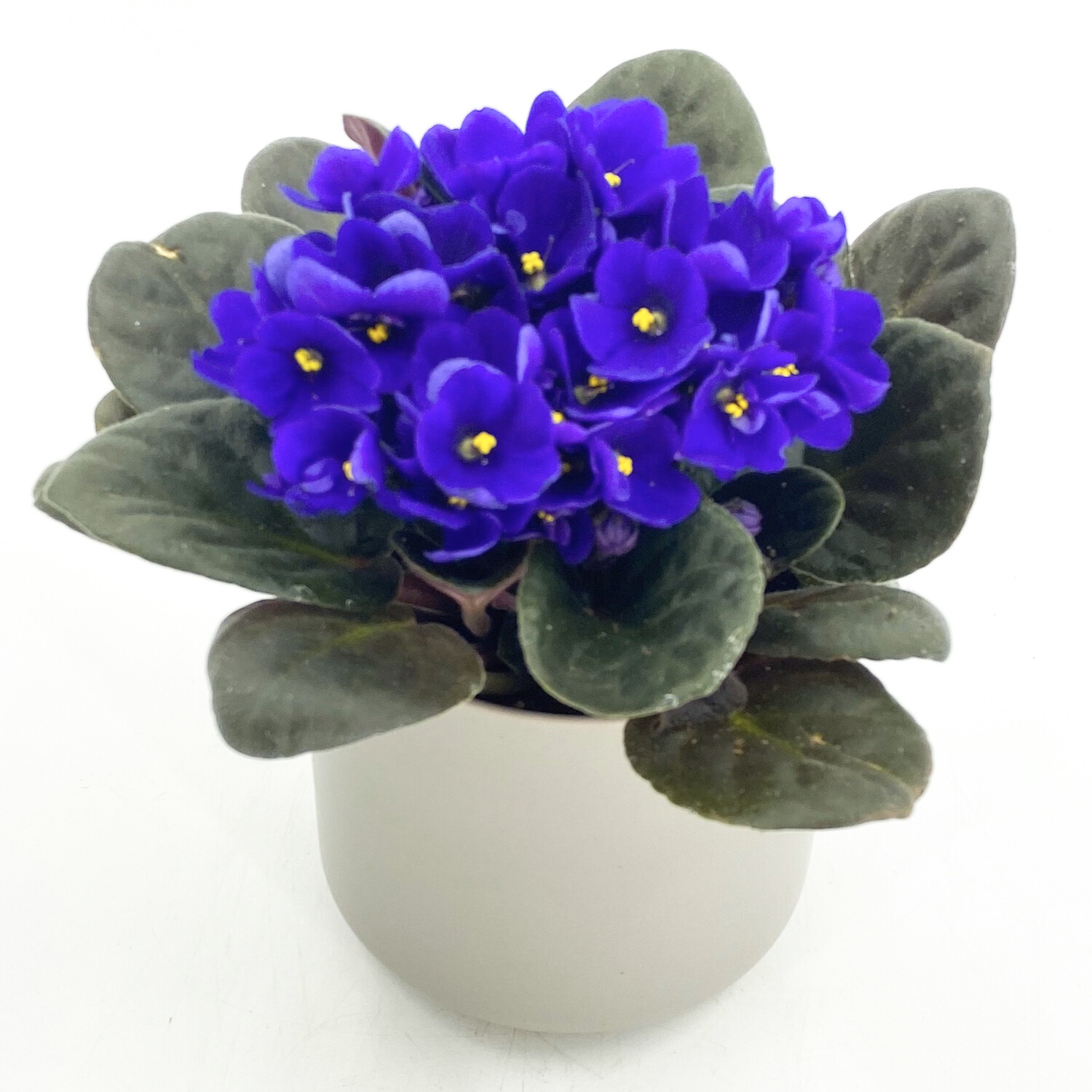 AFRICAN VIOLET IN GREY POT