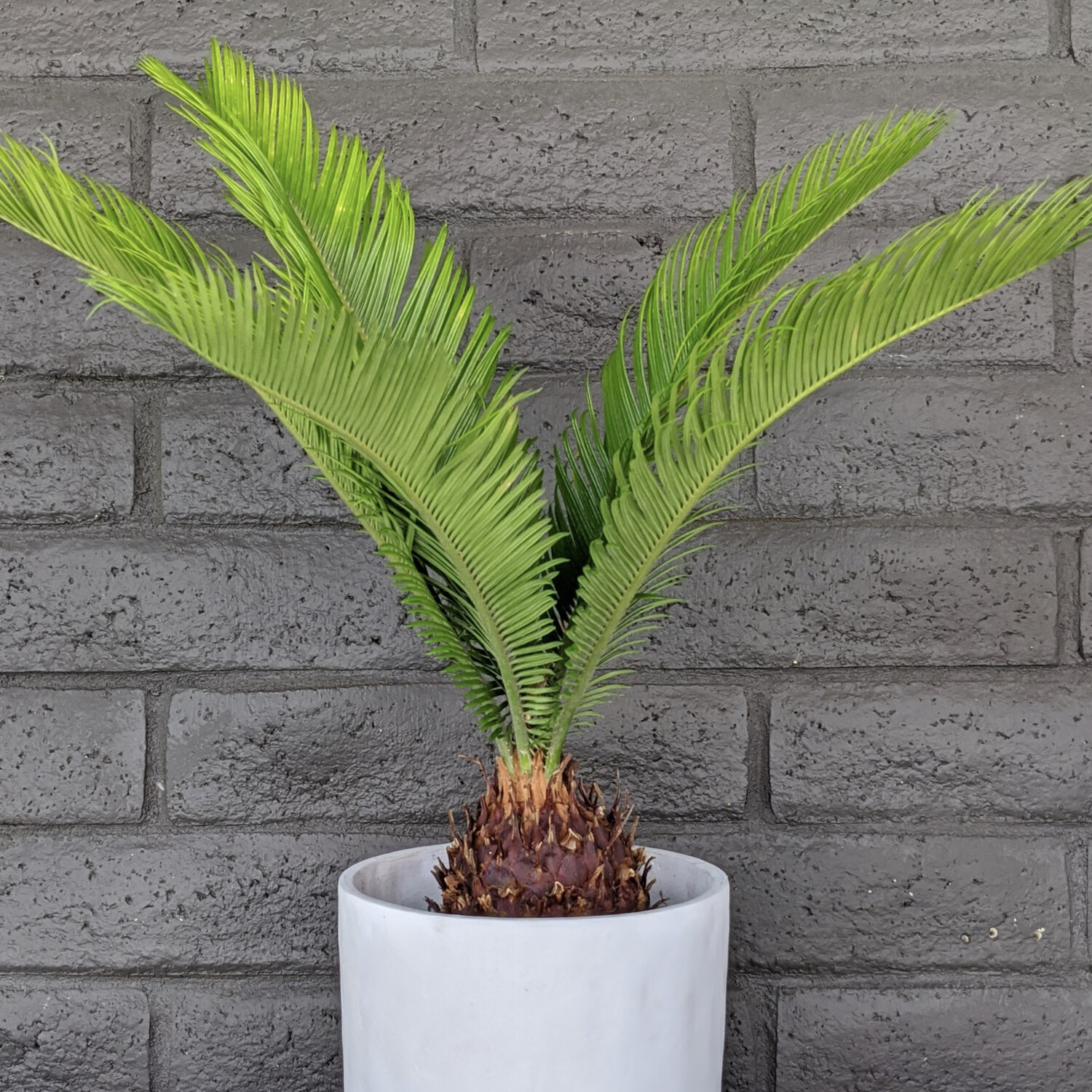 SAGO PALM IN RUSTIC WHITE POT