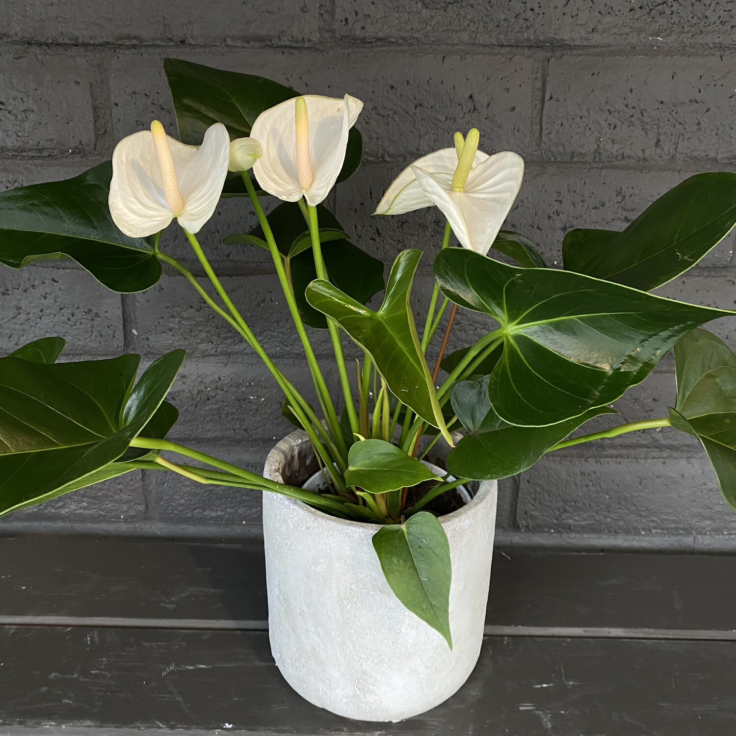 ANTHURIUM WHITE