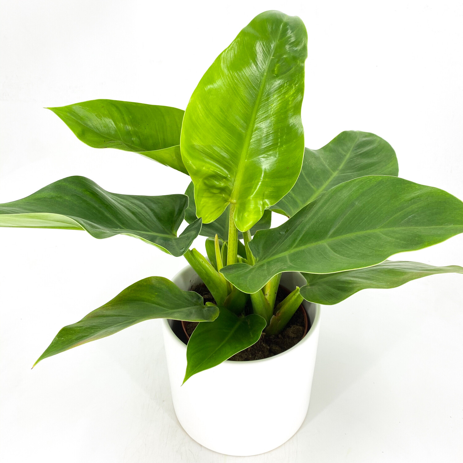 PHILODENDRON GREEN CONGO