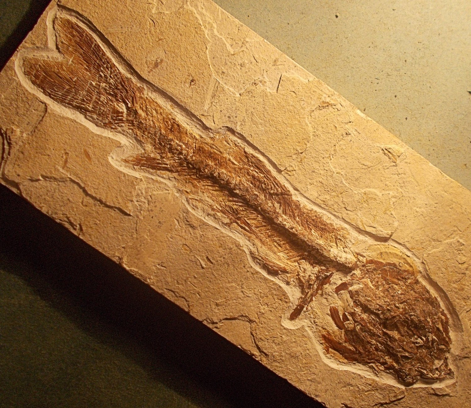 Fine complete19cm Dastilbe elongatus; Cretaceous santana Formation of