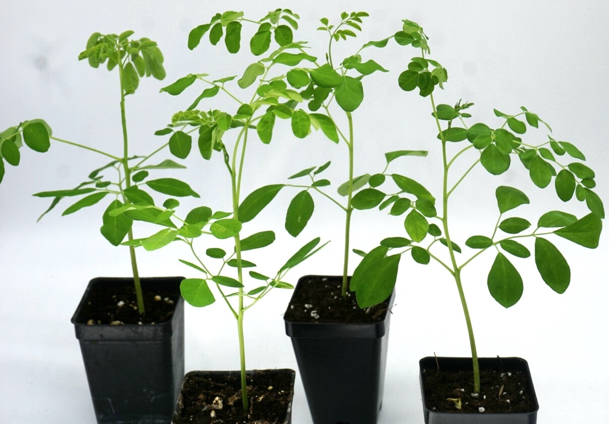 Live Moringa oleifera Saplings Natural Nomad Farms