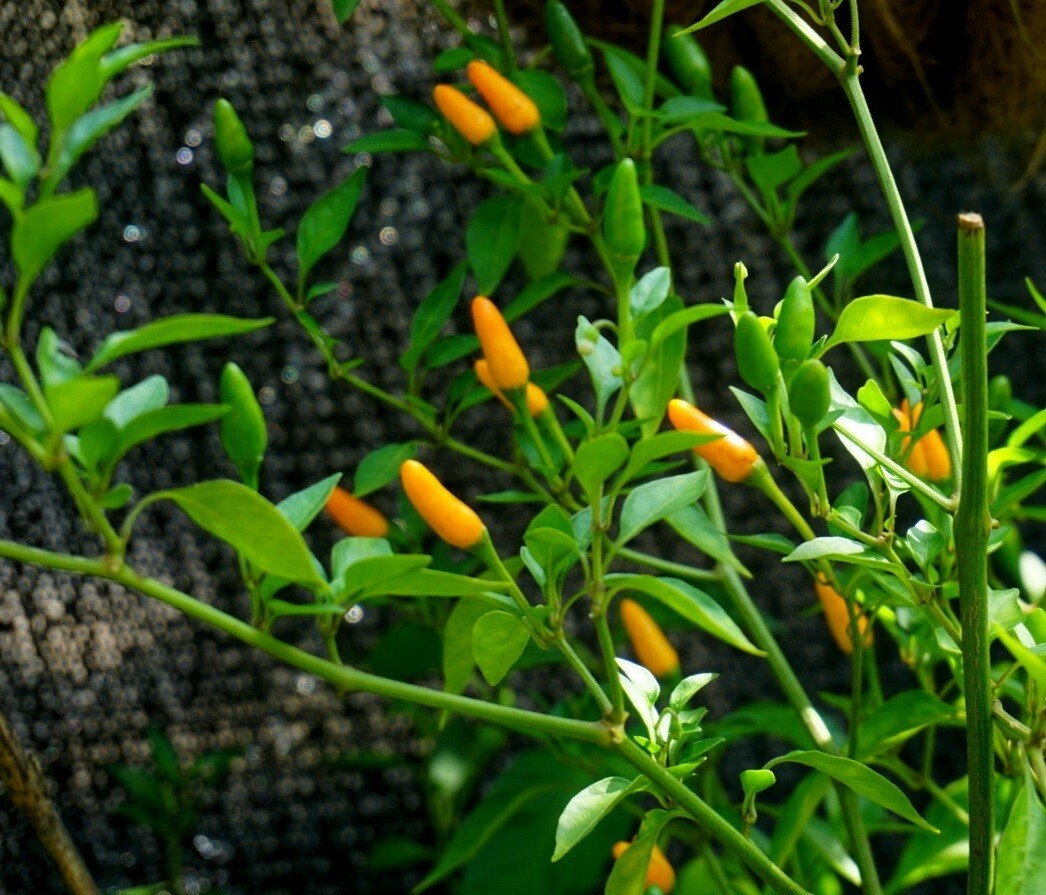 Yellow Pequin Peppers Seeds.