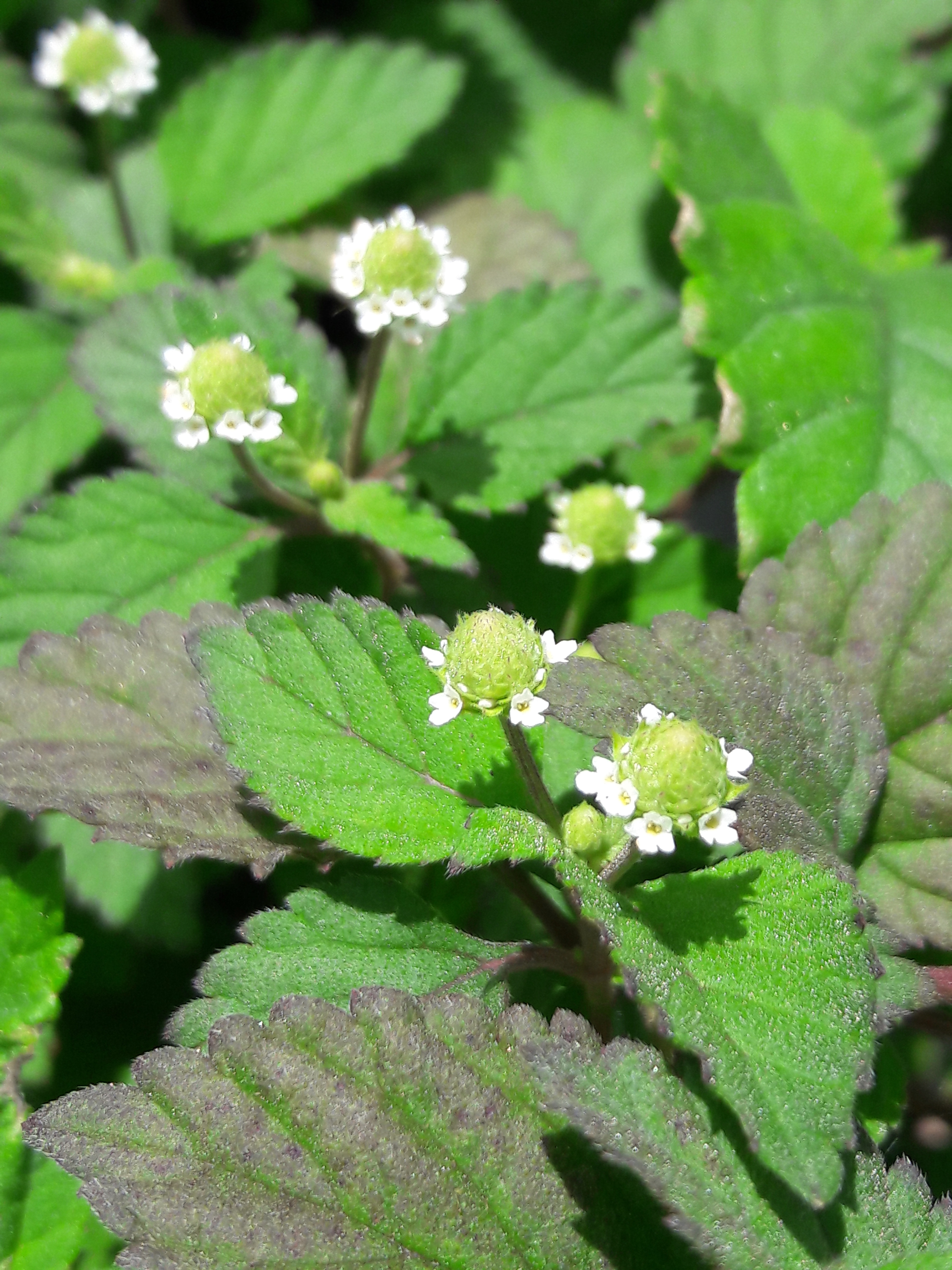 Edible Flowering plants