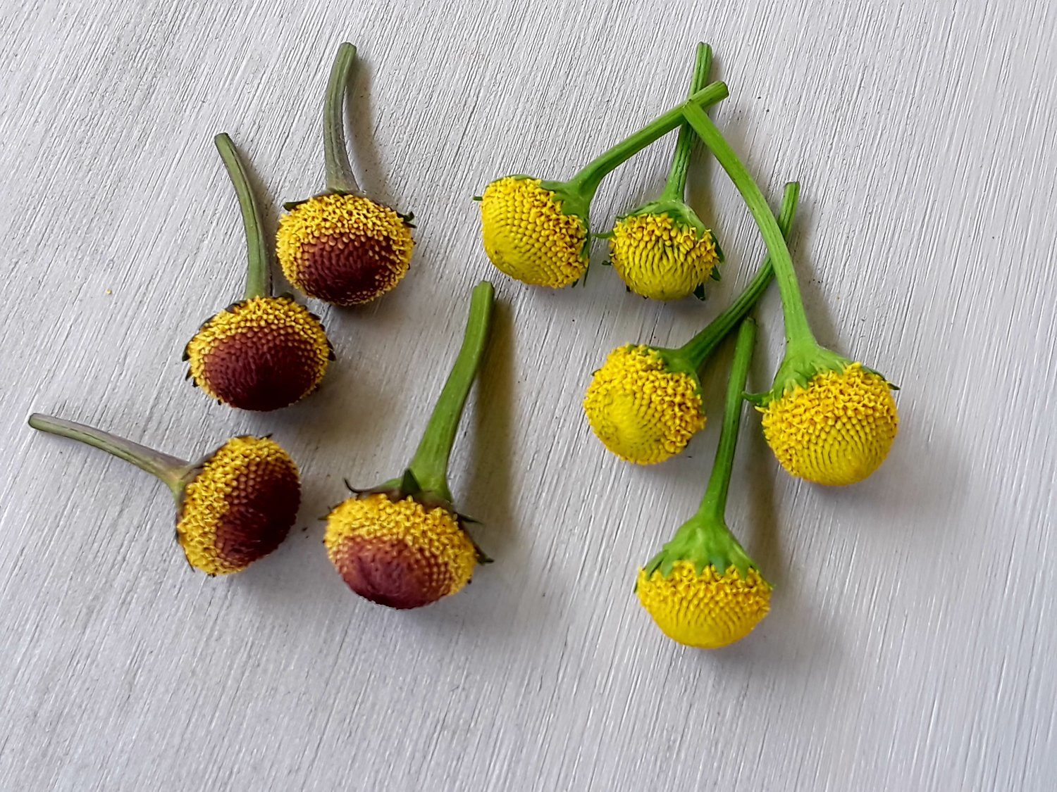 Fresh Buzz Buttons 50/50 mix. Natural Nomad Farms.