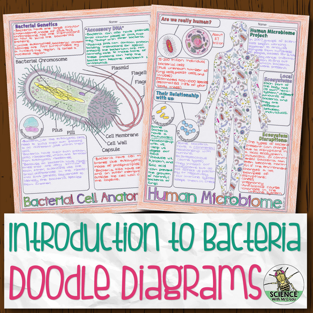 Introduction to Bacteria Doodle Diagram Notes Store Science and