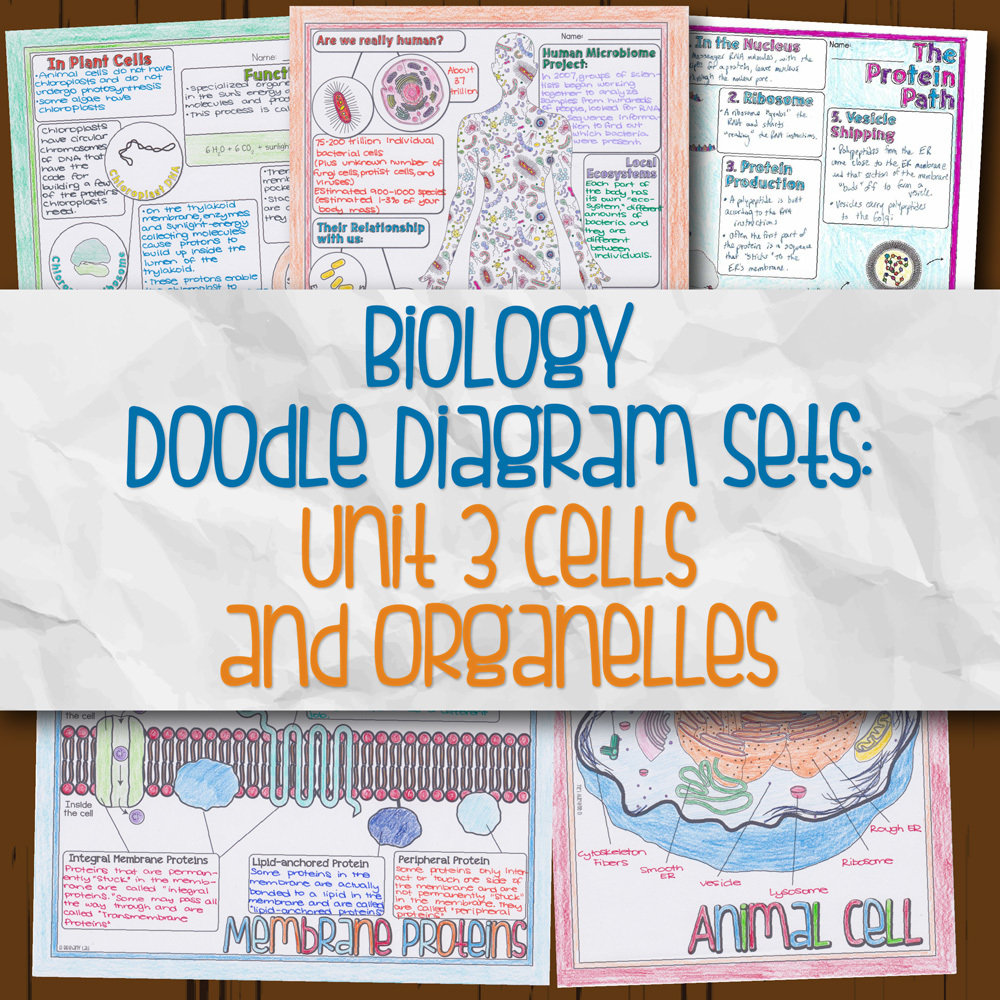 Biology Unit 3 Doodle Diagrams Cells and Organelles | Store - Science ...