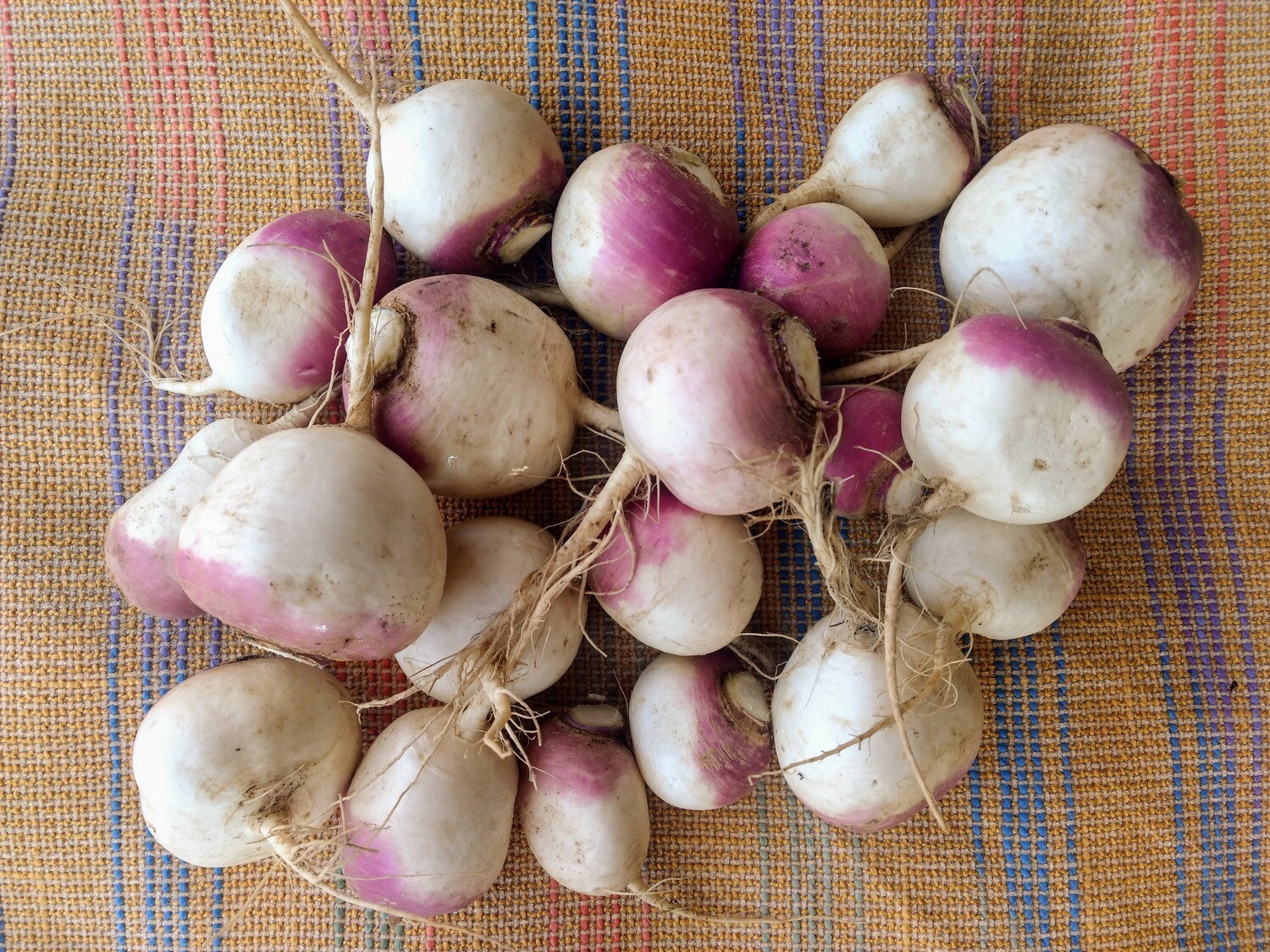 Purple Top Turnips 10 lb