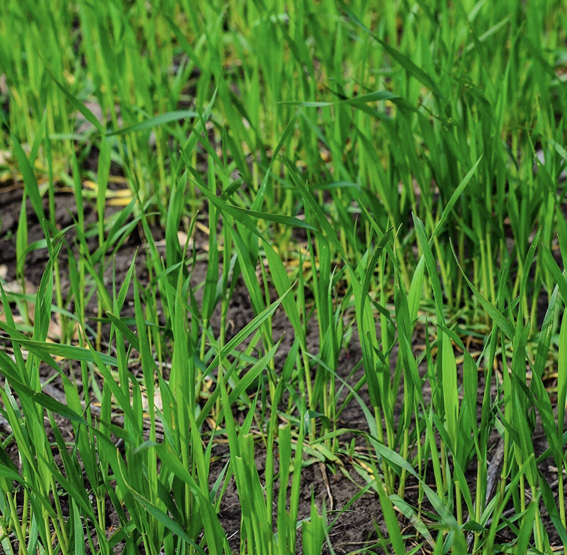 Winter Rye 25lb bag Shop Outdoor Gear for Hunting and Fishing