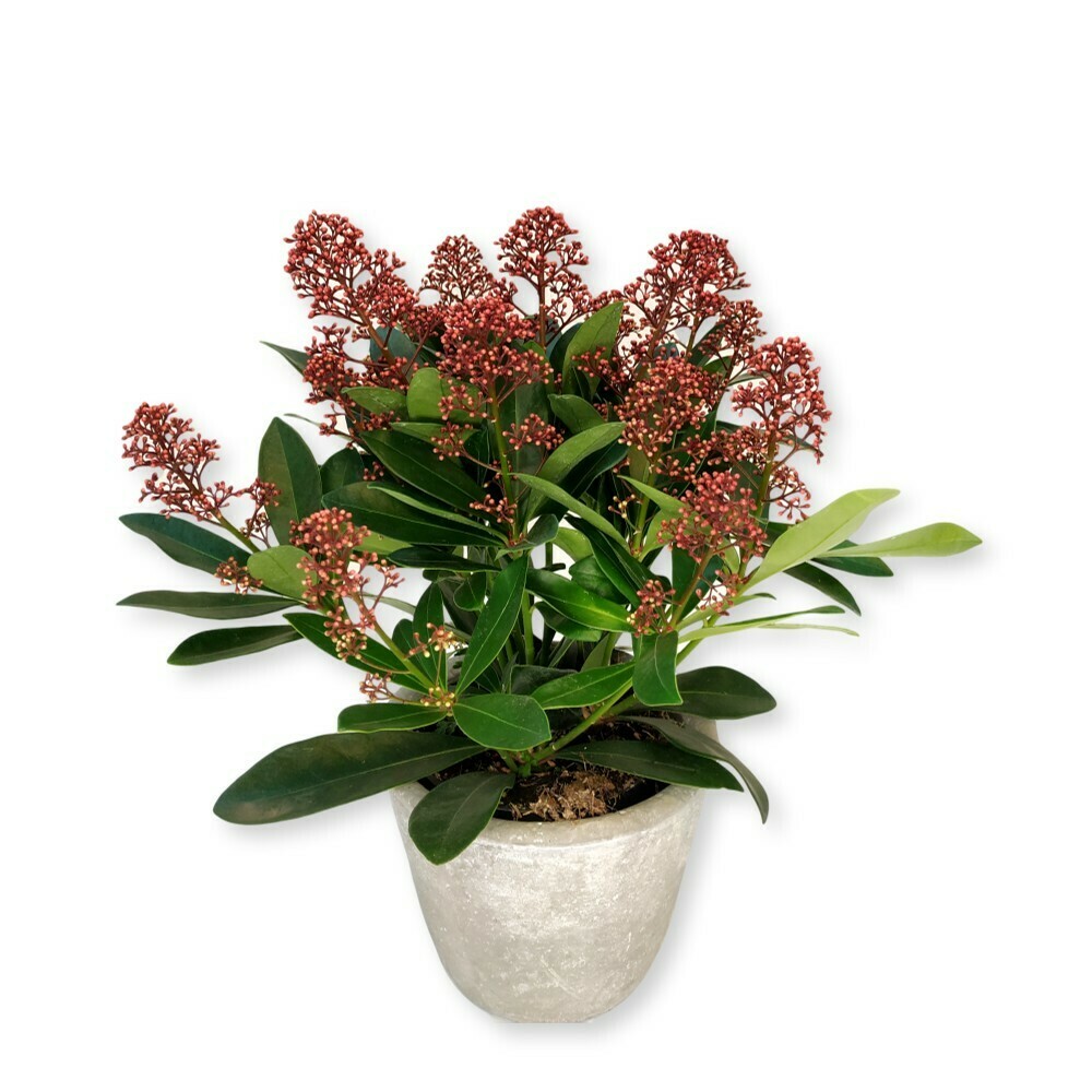 Skimmia Japonica Finchy - Winterharte Gartenpflanze Mit Weißen Blüten - 2 Pflanzen Set