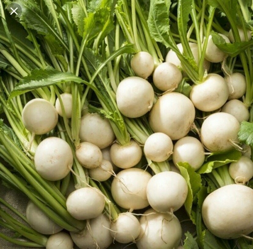 Hakurei Turnips 15 Lb bulk