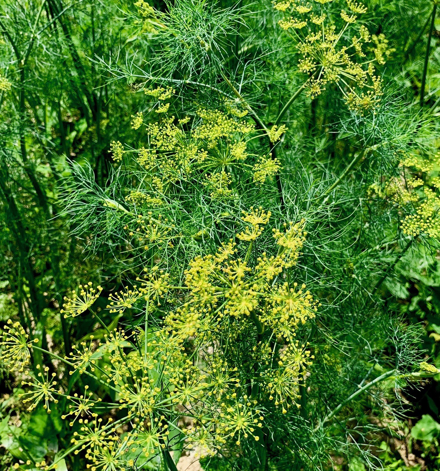 Flowering Dill 12 bunch case