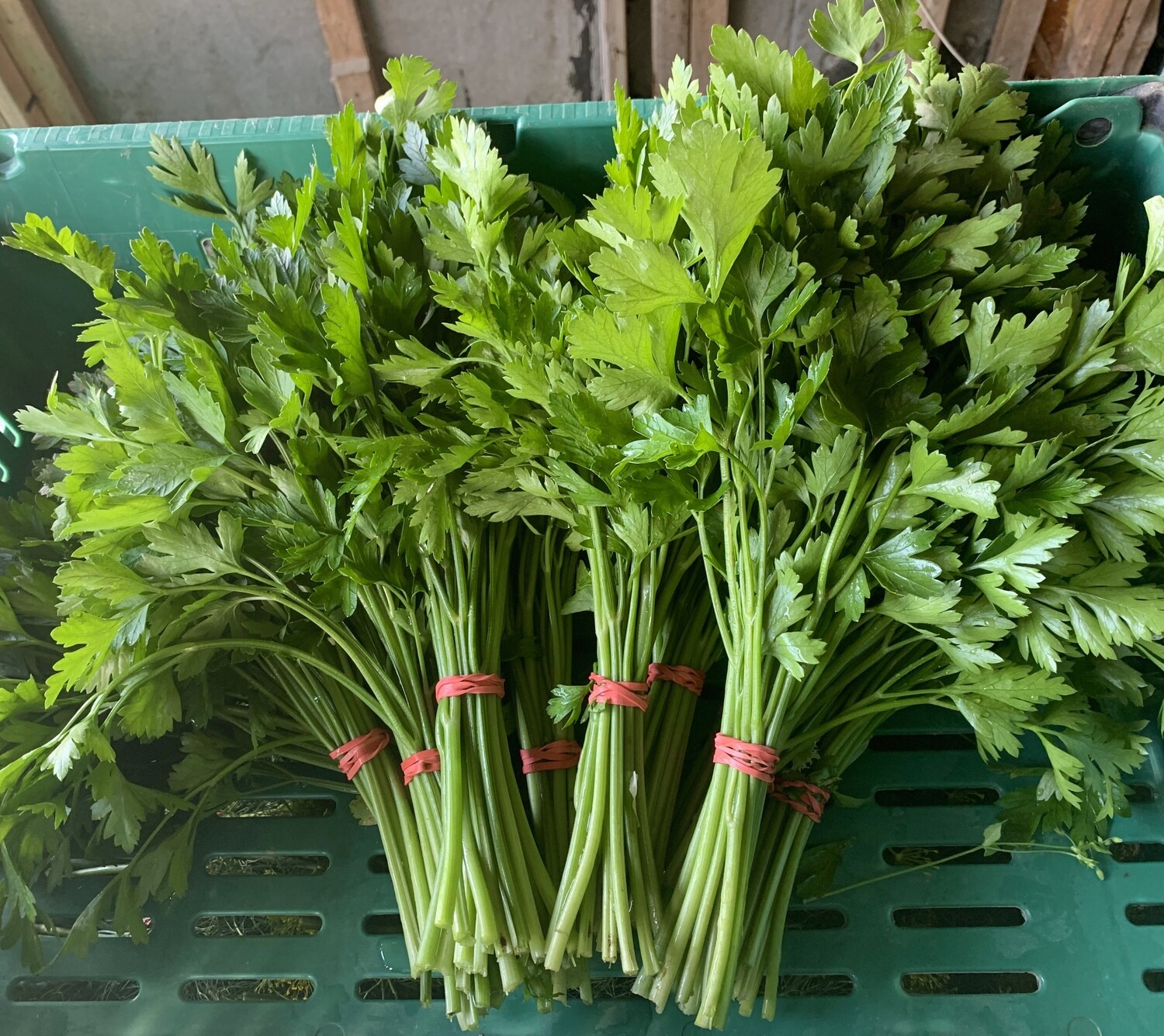 Parsley 12 Bunches