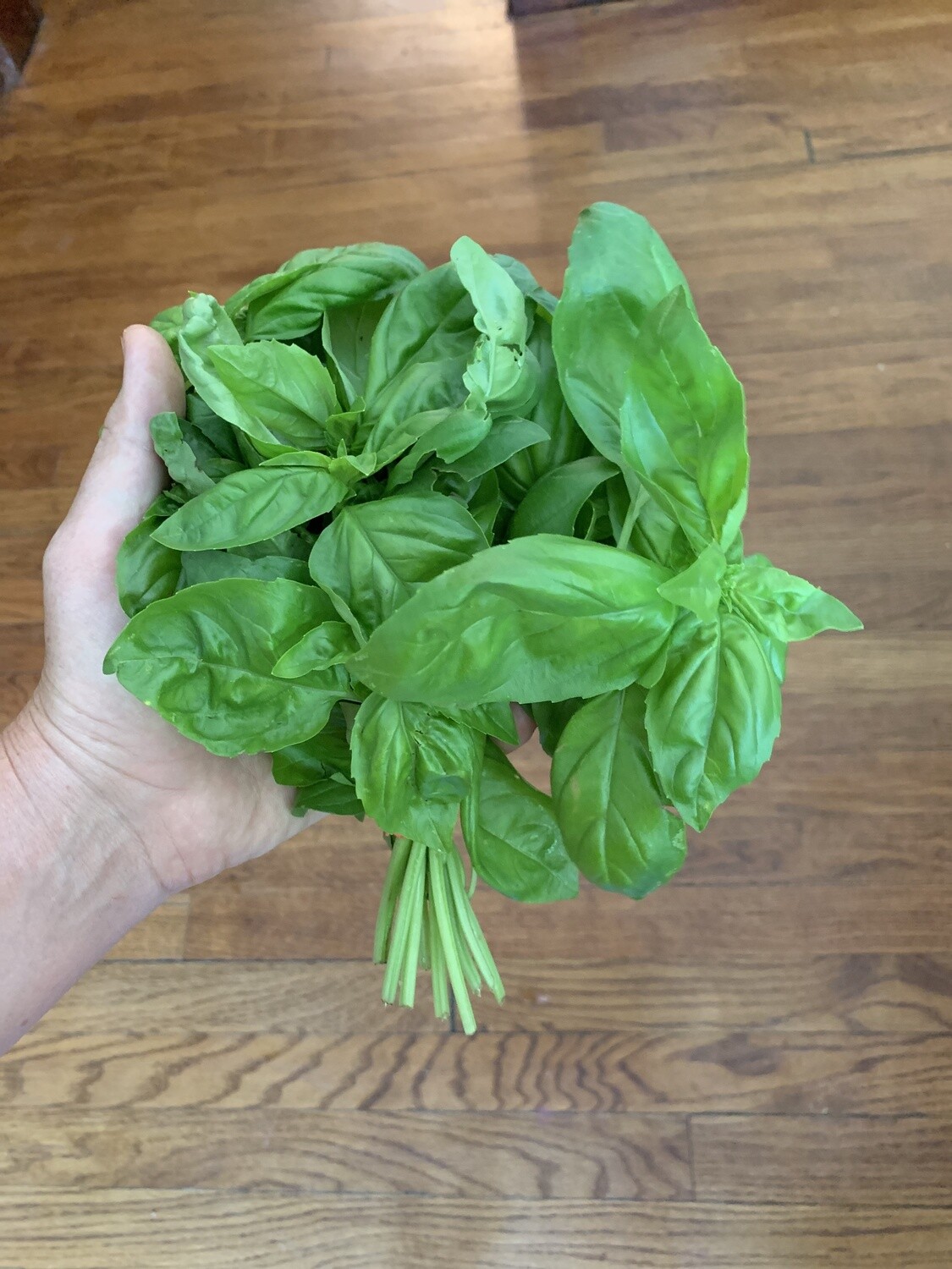 Italian Basil 12 Bunches