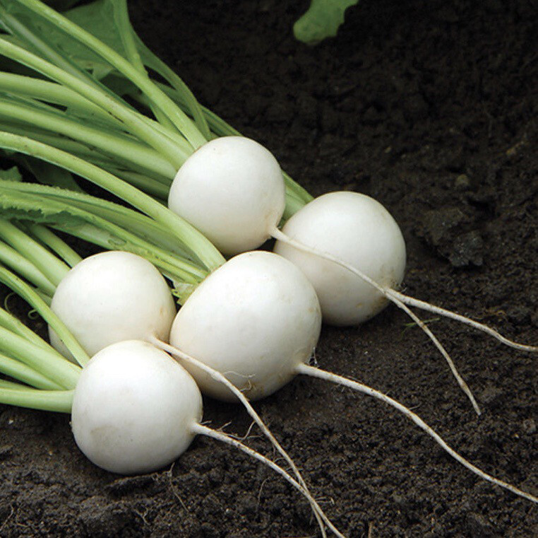 Japanese Turnips 1 Bunch