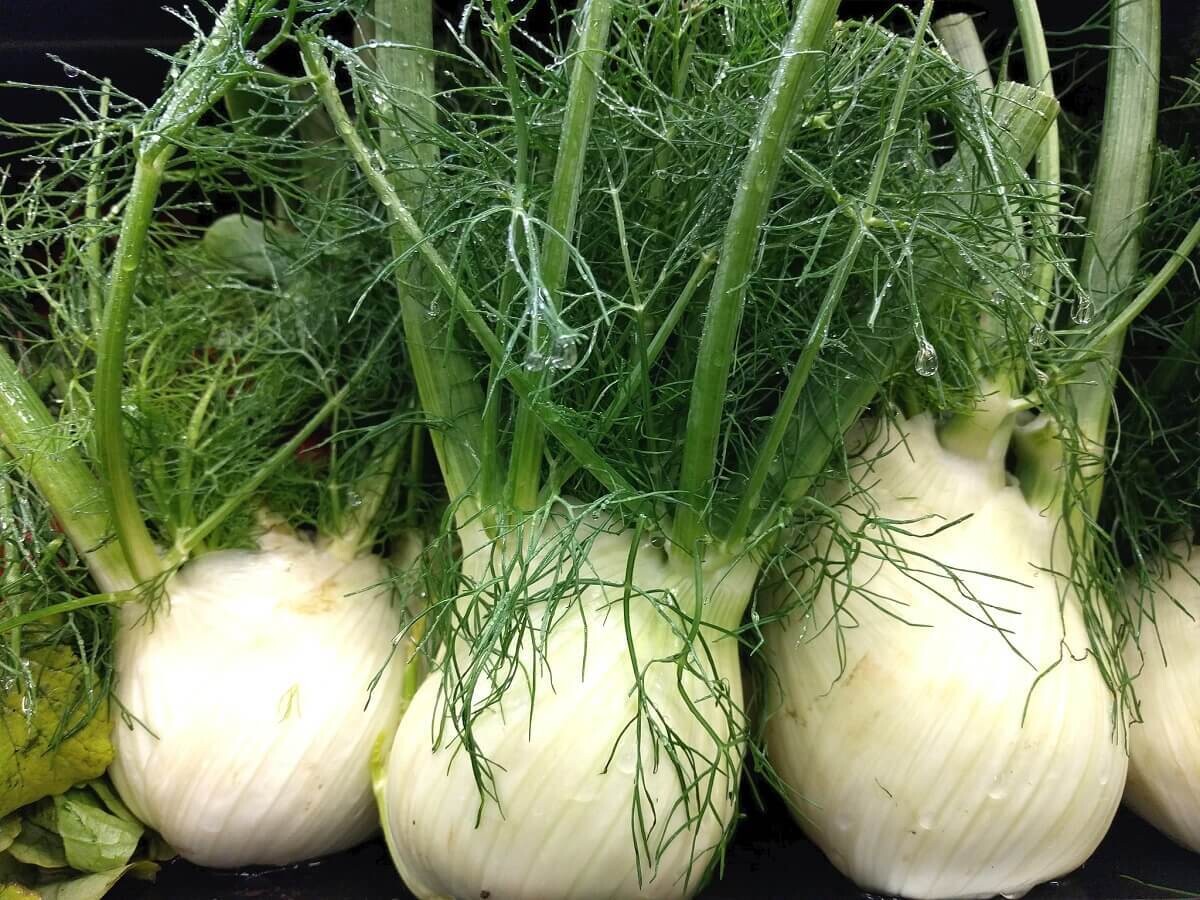 Fennel 12 Bulbs