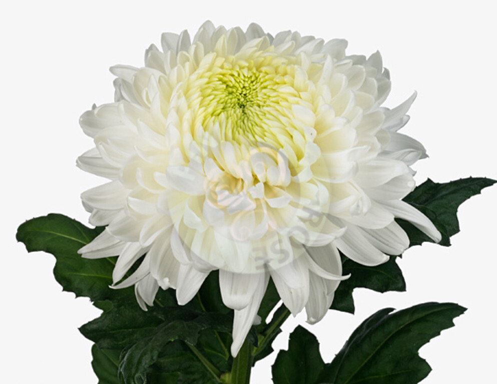 Chrysanthemum disbudded magnum