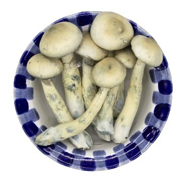 Blue Goba | White Rabbit Magic Mushrooms | Premium