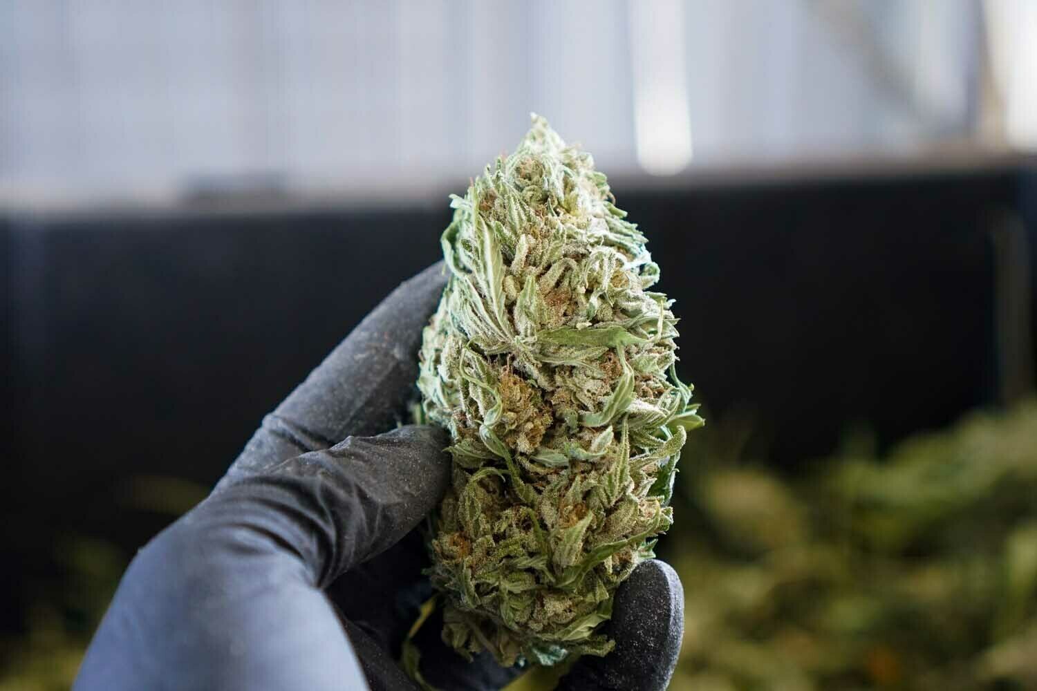 CBG White Hemp Flower Pounds High CBD Hemp Flower & Pollen Horn Creek