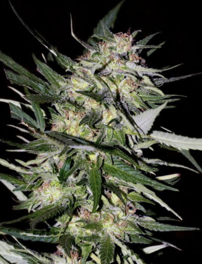 Jack Plant Feminised