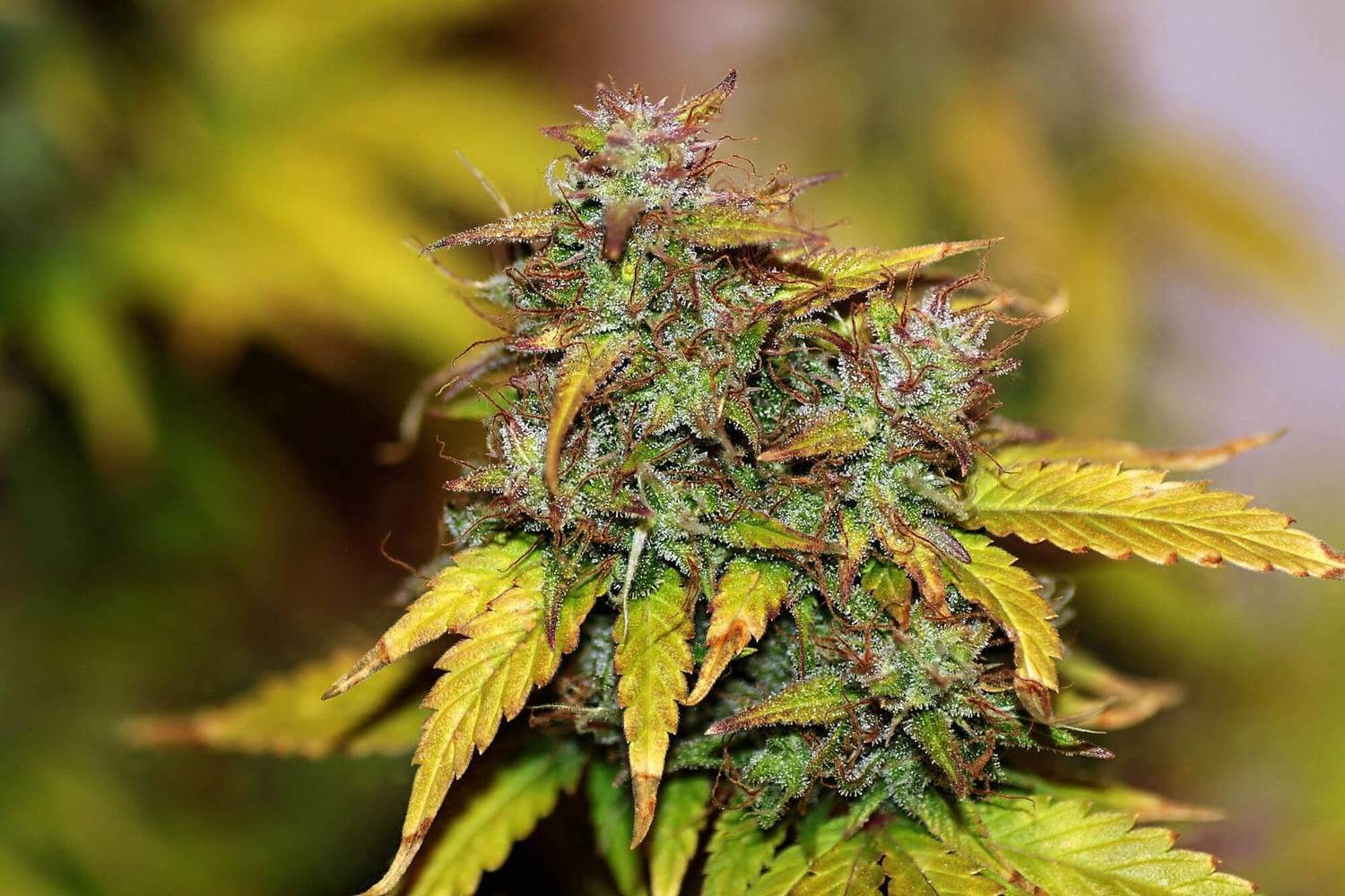 Kush Auto Feminised Seeds