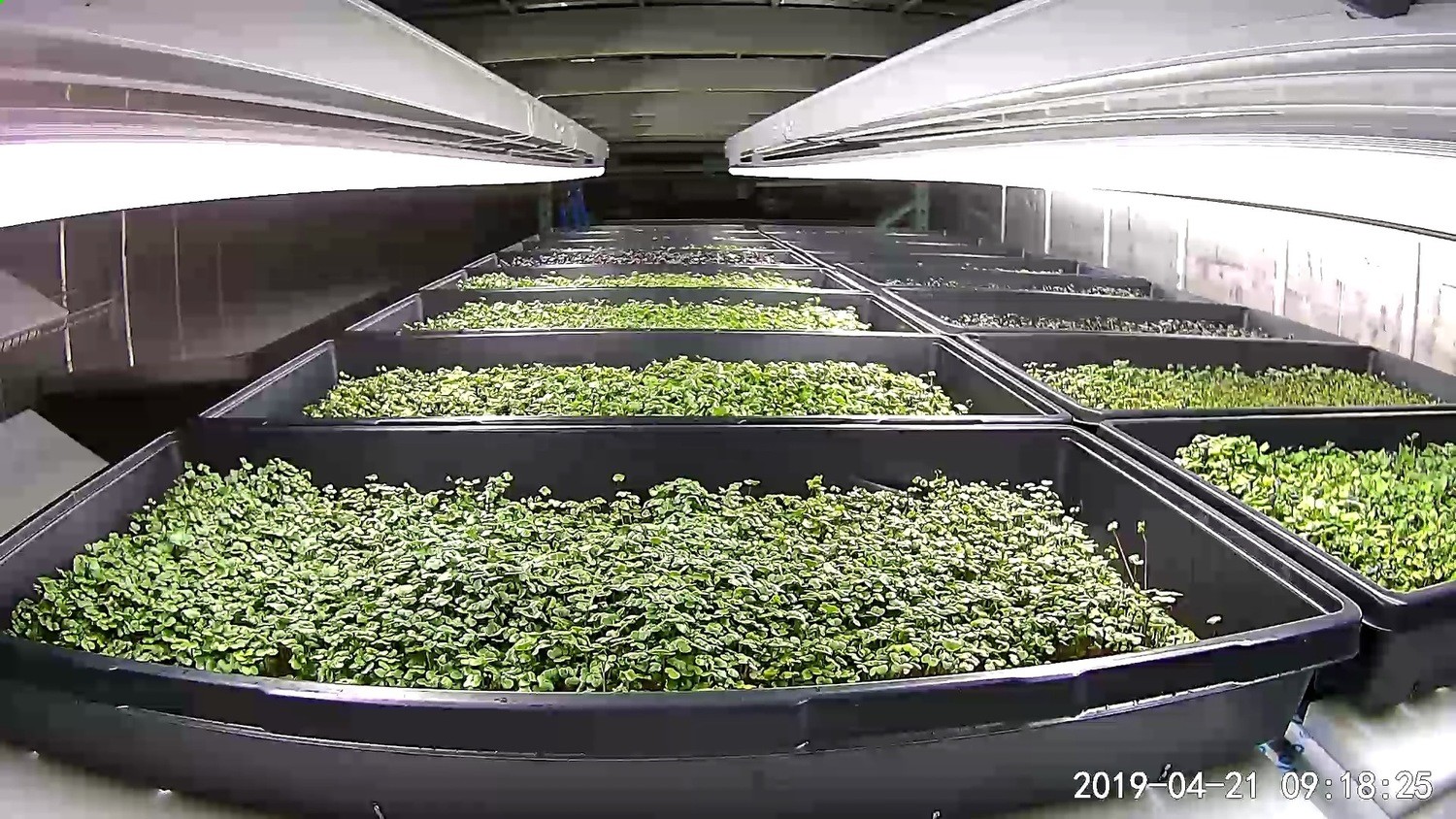 Microgreens 10X20 Trays