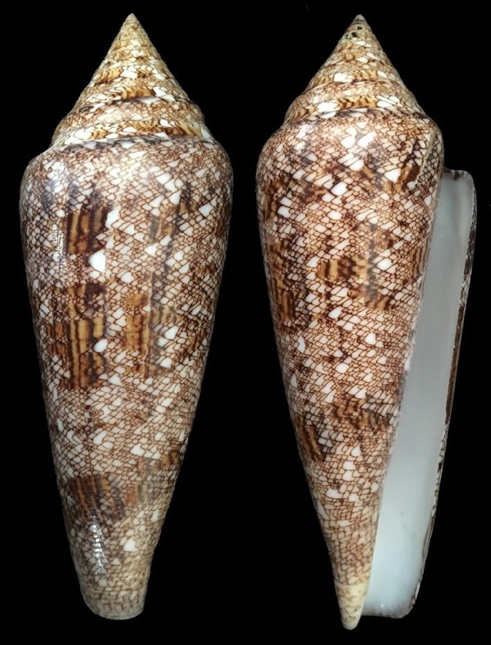 Conus gloriamaris - 100+ mm