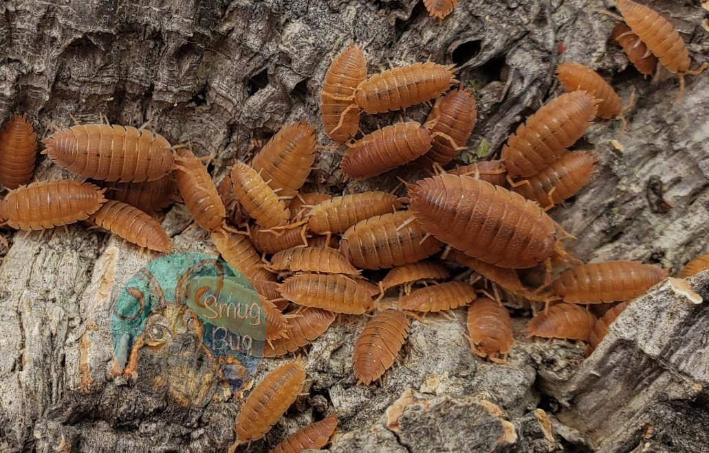Porcellio Scaber Spanish Orange 