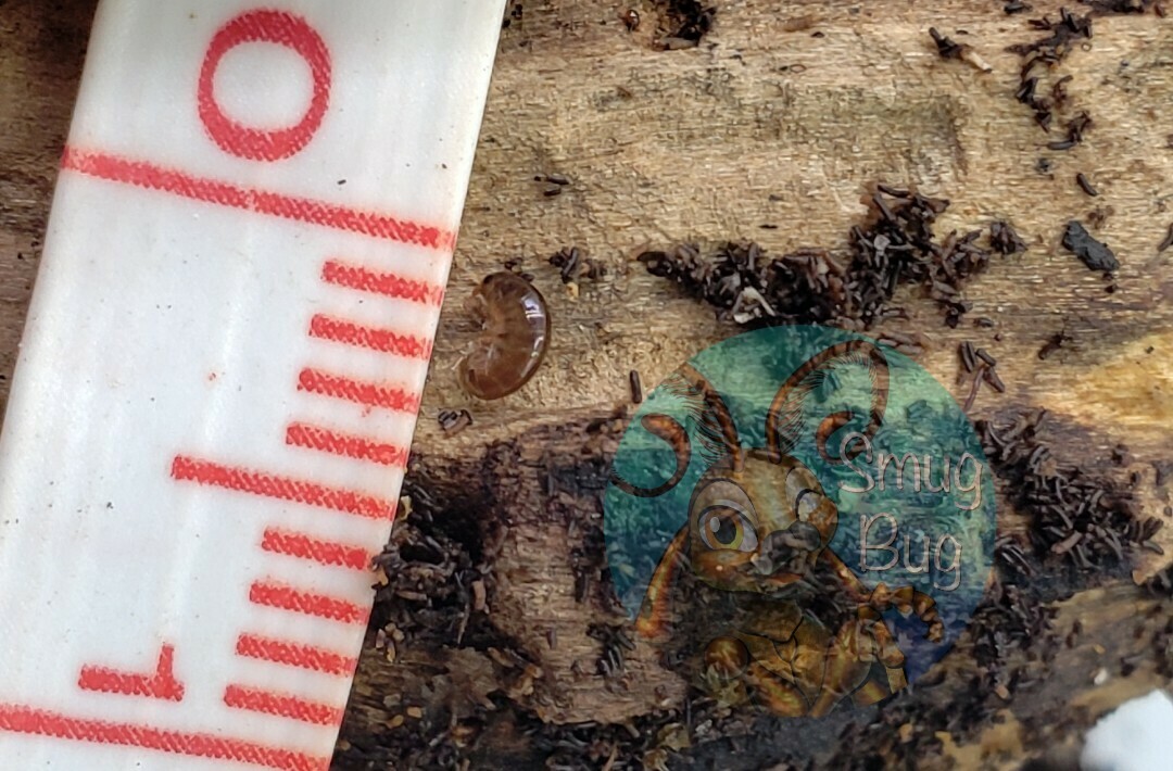 Arcitalitrus sylvaticus "lawn shrimp"